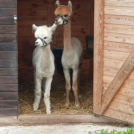 Malinowy Gaj - Agroturystyka Z Alpakami I Innymi Zwierzetami Swietajno  Luaran gambar