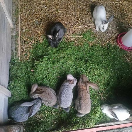 Malinowy Gaj - Agroturystyka Z Alpakami I Innymi Zwierzetami Swietajno  Luaran gambar