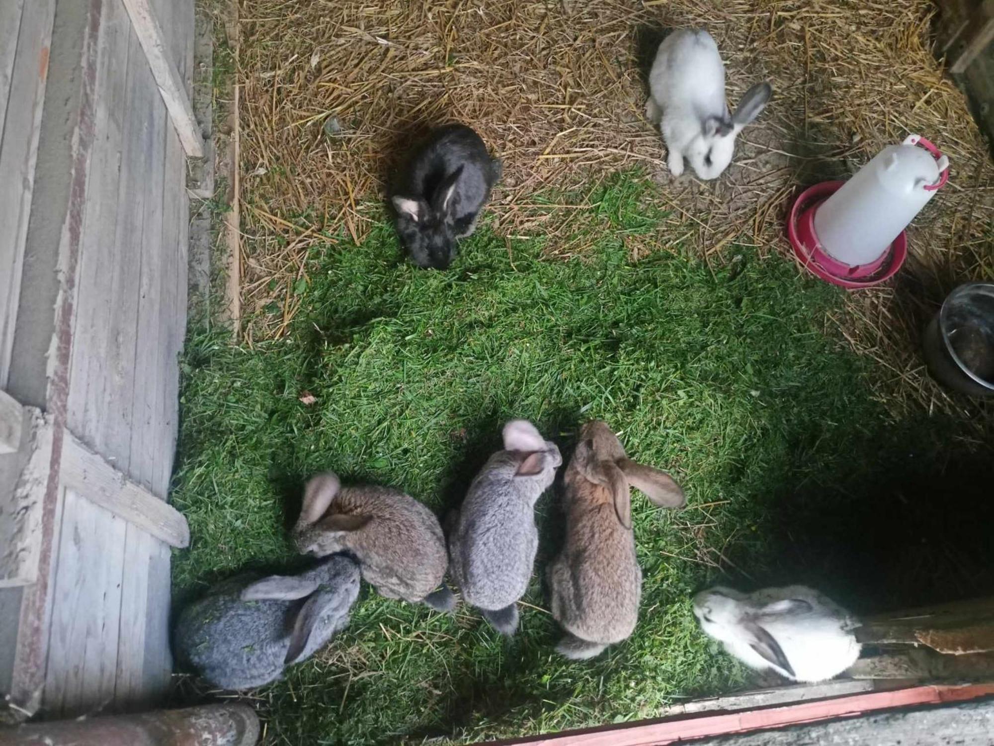 Malinowy Gaj - Agroturystyka Z Alpakami I Innymi Zwierzetami Swietajno  Luaran gambar
